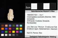 Foto (Objket + Etiketten) von Lemacola jenniferae (Robins et al., 2016) 